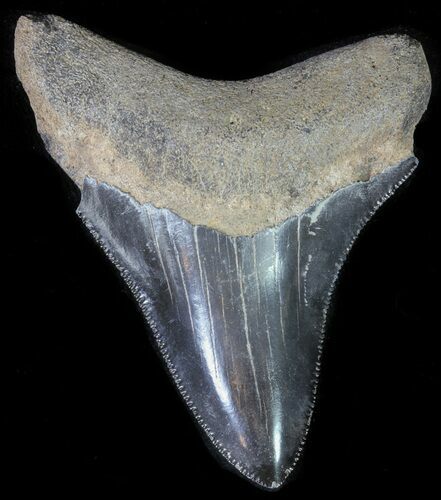 Juvenile Megalodon Tooth - Serrated Blade #62116